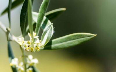 La Flor del olivo y sus curiosidades